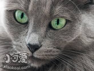 內(nèi)華達(dá)貓?jiān)趺从?xùn)練跳環(huán) 內(nèi)華達(dá)貓?zhí)h(huán)訓(xùn)練