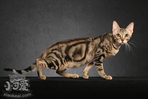 加州閃亮貓?jiān)趺从?xùn)練 加州閃亮貓訓(xùn)練方法