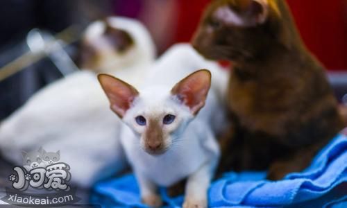 怎么訓(xùn)練彼得禿貓 彼得禿貓訓(xùn)練方法