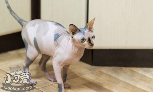 彼得禿貓偷吃怎么辦 彼得禿貓偷吃東西原因