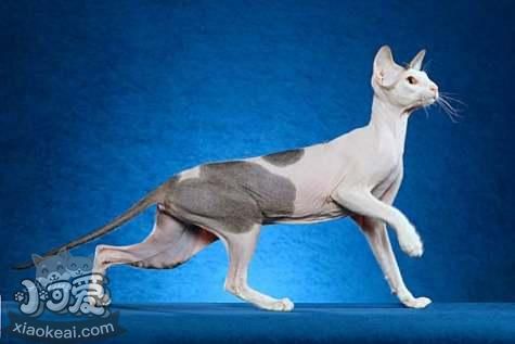 加州閃亮貓不聽話怎么辦 加州閃亮貓聽話訓(xùn)練方法