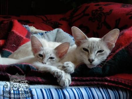 如何讓爪哇貓學會開門 爪哇貓開門訓練方法