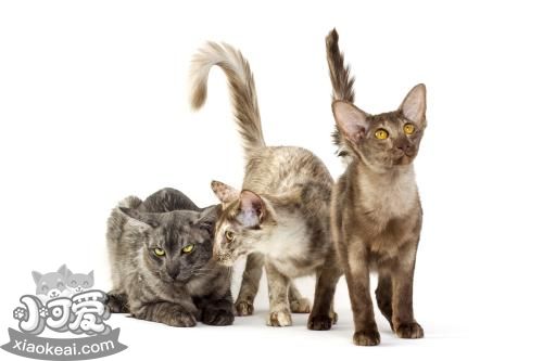 爪哇貓抓家具怎么辦 改掉爪哇貓壞習(xí)慣方法