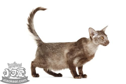 怎么訓(xùn)練爪哇貓睡貓窩 幼貓訓(xùn)練注意事項(xiàng)