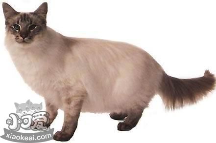 爪哇貓偷吃怎么訓(xùn)斥 如何訓(xùn)練爪哇貓不偷吃