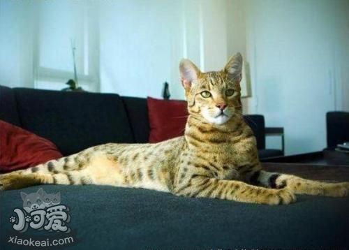 怎么訓(xùn)練阿舍拉貓不抓沙發(fā) 阿舍拉貓抓沙發(fā)解決辦法