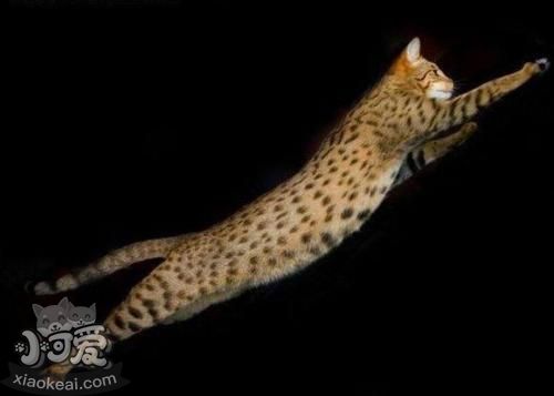 阿舍拉貓不會(huì)用貓抓板 阿舍拉貓貓抓板使用訓(xùn)練