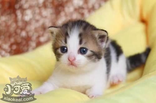 怎么訓(xùn)練曼基康貓不抓家具 曼基康貓抓家具解決辦法