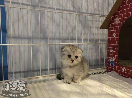 怎么訓(xùn)練曼基康貓睡在固定地點(diǎn) 曼基康貓睡覺(jué)訓(xùn)練