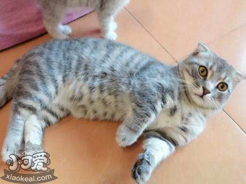 曼基康貓如何訓(xùn)練 曼基康貓正確訓(xùn)練方法