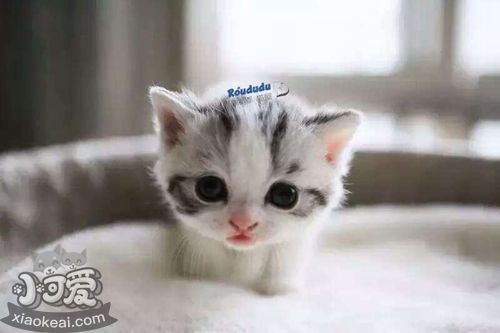 如何訓練曼基康貓打滾 短腿貓打滾訓練法