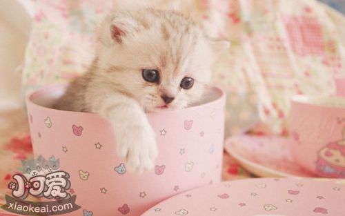 怎么訓練茶杯貓上廁所 茶杯貓上廁所訓練法