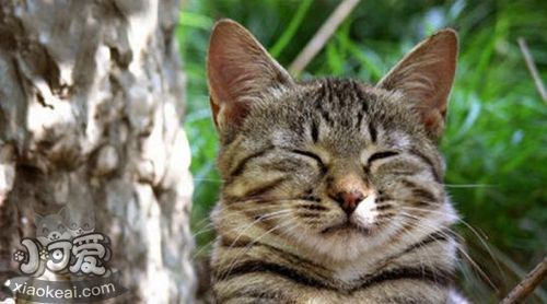 蒂凡尼貓會咬人嗎 蒂凡尼貓不咬人訓(xùn)練