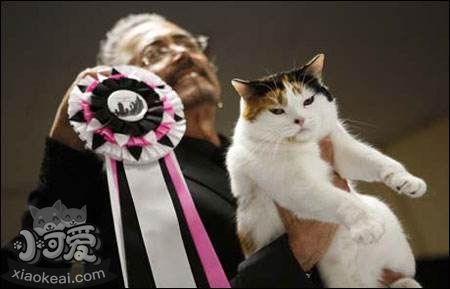 怎么訓(xùn)練馬恩島貓抓木柱 馬恩島貓抓木柱訓(xùn)練法