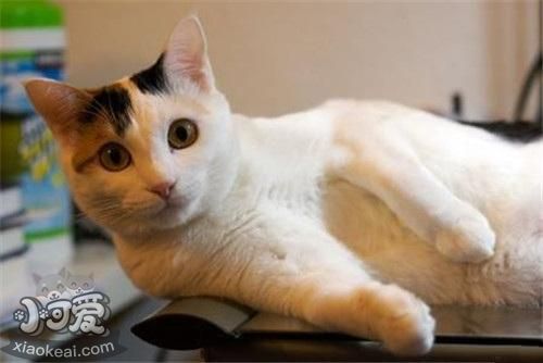 馬恩島貓怎么訓(xùn)練 馬恩島貓訓(xùn)練注意事項