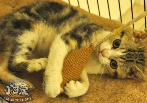 如何刺激馬恩島貓 馬恩島貓刺激訓(xùn)練方法