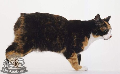 馬恩島貓會自己上廁所嗎 貓咪上廁所訓(xùn)練