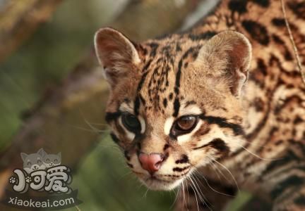 怎么糾正豹貓攻擊行為 豹貓攻擊行為糾正訓(xùn)練