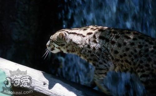 豹貓亂尿怎么訓練 訓練上廁所方法