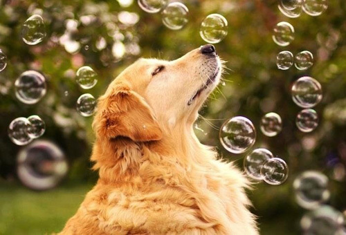 金毛犬怎么訓(xùn)練 金毛犬訓(xùn)練方法技巧2