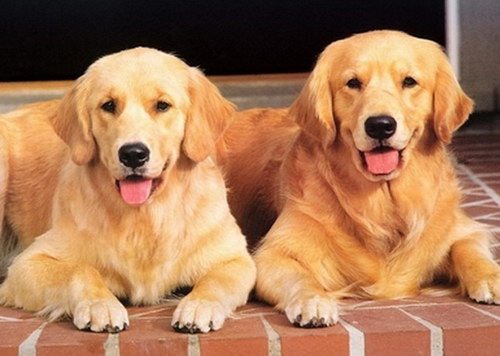 金毛犬怎么訓(xùn)練 金毛犬訓(xùn)練方法視頻1