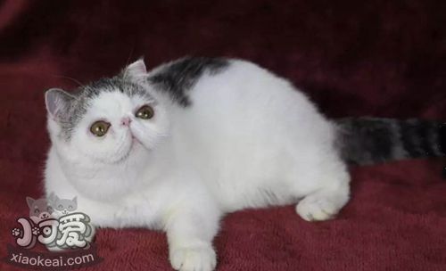 如何讓加菲貓乖巧聽話 加菲貓訓練技巧