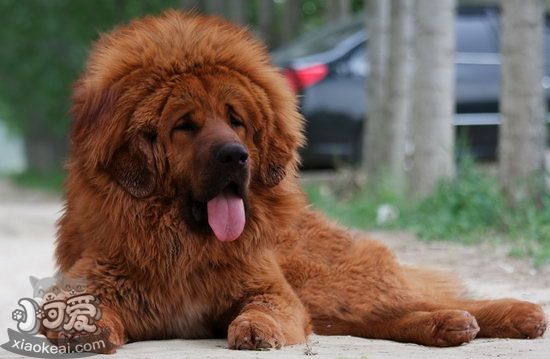 藏獒怎么訓練 藏獒訓練視頻教程1