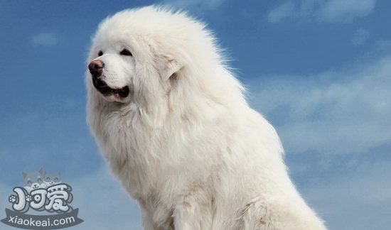 藏獒怎么訓練 藏獒訓練視頻教程2