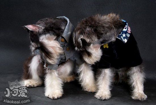 雪納瑞怎么訓(xùn)練大小便 雪納瑞定點(diǎn)上廁所訓(xùn)練方法視頻1