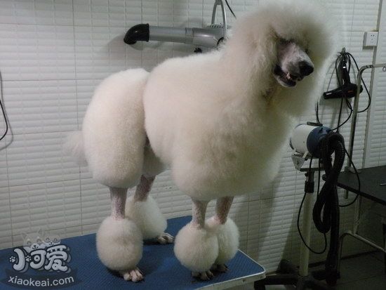 巨型貴賓犬怎么訓(xùn)練 巨型貴賓犬訓(xùn)練視頻教程1