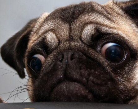 狗狗挑食怎么辦 狗狗挑食怎么糾正方法1