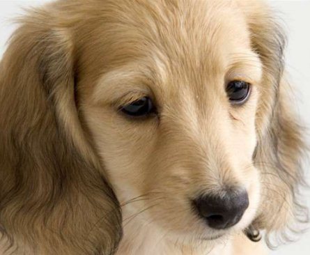 狗狗走丟了怎么辦 狗狗丟了怎么找回來1