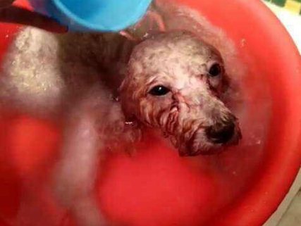 狗狗長虱子了怎么辦 實用狗狗除虱小技巧1