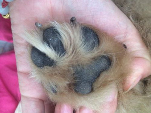 狗狗腳突然瘸了怎么辦 狗狗的腳突然瘸了一只腳怎么回事