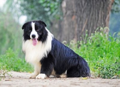 狗狗腳突然瘸了怎么辦 狗狗的腳突然瘸了一只腳怎么回事2