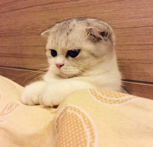 折耳貓?jiān)趺粗委熦埌_ 貓?zhí)\治療注意事項(xiàng)