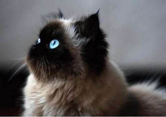 怎么預(yù)防貓咪生病 做好五項(xiàng)預(yù)防貓咪遠(yuǎn)離生病