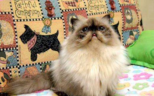 怎么預(yù)防貓咪生病 做好五項(xiàng)預(yù)防貓咪遠(yuǎn)離生病