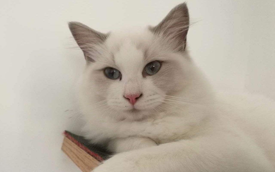 布偶貓常見疾病有哪些 布偶貓常見疾病匯總