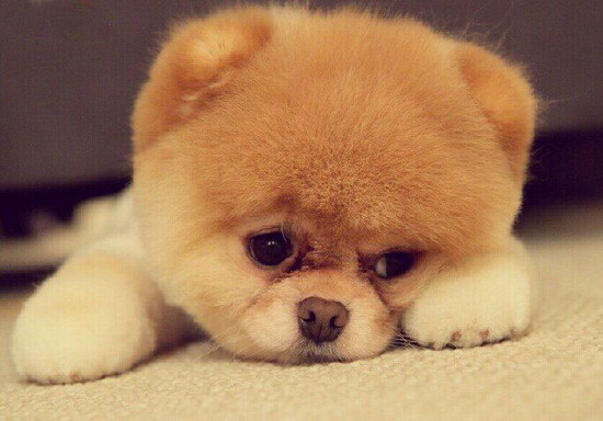 博美淚痕怎么清潔 博美犬淚痕清理方法1