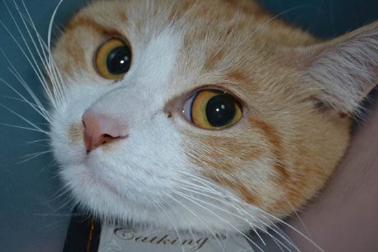 如何預(yù)防貓瘟 預(yù)防貓咪得貓瘟