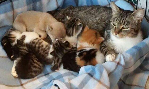 貓咪產(chǎn)后缺鈣怎么治療 寵物貓咪產(chǎn)后缺鈣癥狀