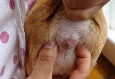 薩摩耶怎么洗澡 薩摩耶洗澡步驟流程及注意事項(xiàng)3