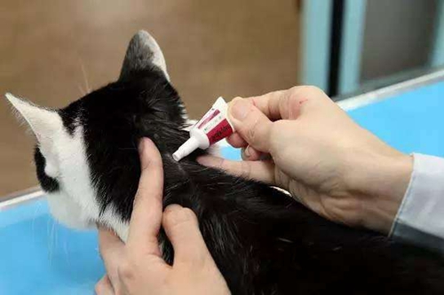貓咪怎么用驅蟲藥 貓用驅蟲藥的七大注意事項