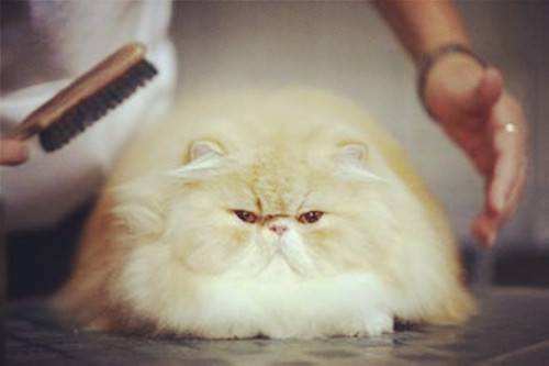 貓咪為什么會(huì)有毛球癥 貓咪毛球癥形成的原因