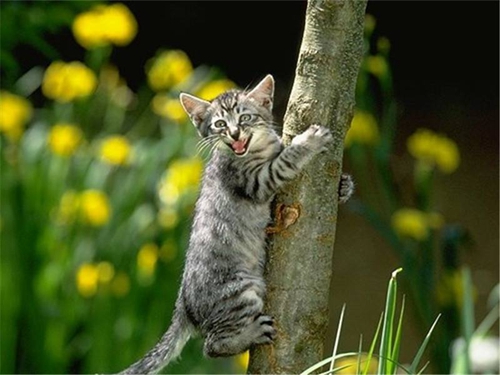 貓咪口腔潰爛怎么辦 貓咪口腔潰爛原因介紹