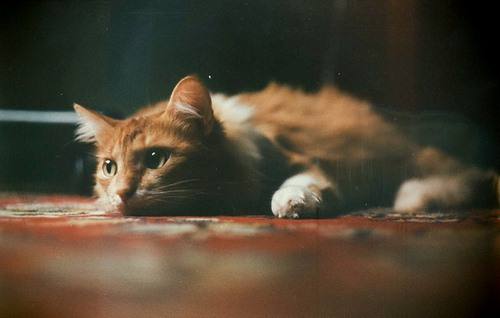 如何治療貓咪維生素缺乏癥 貓咪維生素缺乏癥表現(xiàn)