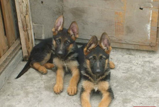 小德牧幾個(gè)月?lián)Q毛 德國(guó)牧羊犬換毛時(shí)間介紹1