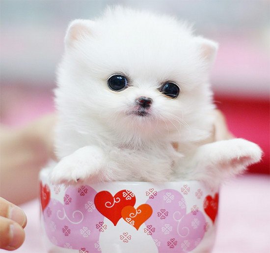 茶杯犬怎么養(yǎng) 茶杯犬飼養(yǎng)方法及注意事項(xiàng)2