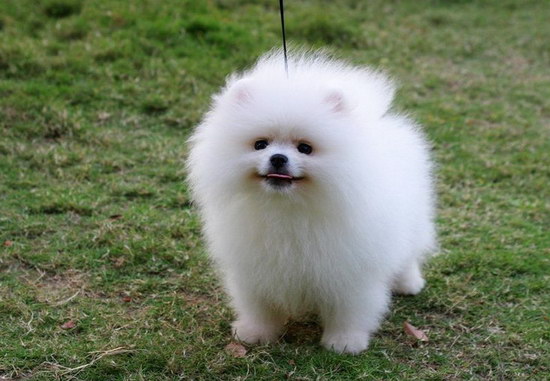 博美犬怎么養(yǎng) 博美犬飼養(yǎng)方法和注意事項(xiàng)3